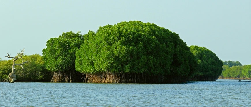 Mangrove Forest